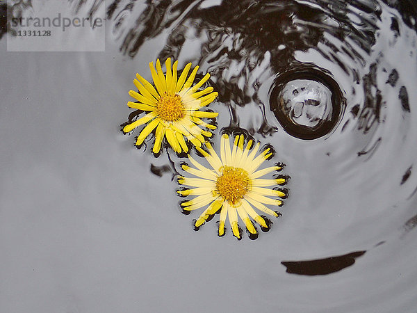 Blütenblätter im Wasser