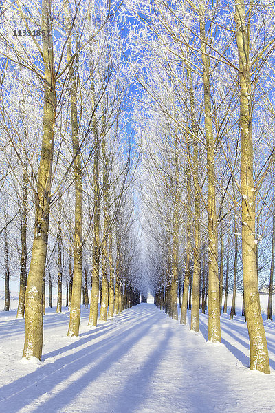 Bäume im Winter bei Colfax,  Washington State
