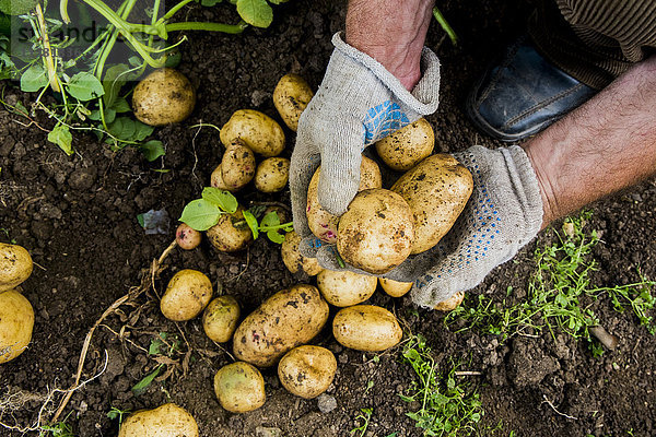 Hände eines Gärtners halten Kartoffeln in der Erde