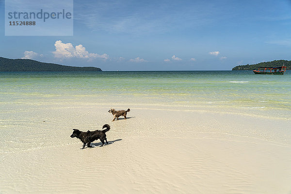 Kambodscha,  Koh Rong Sanloem,  zwei Hunde am Strand von Saracen Bay