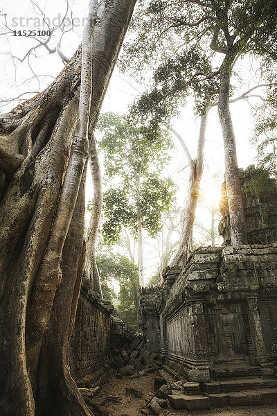 Kambodscha,  Angkor,  Ta Prohm Tempel,  Tomb Raider Drehort