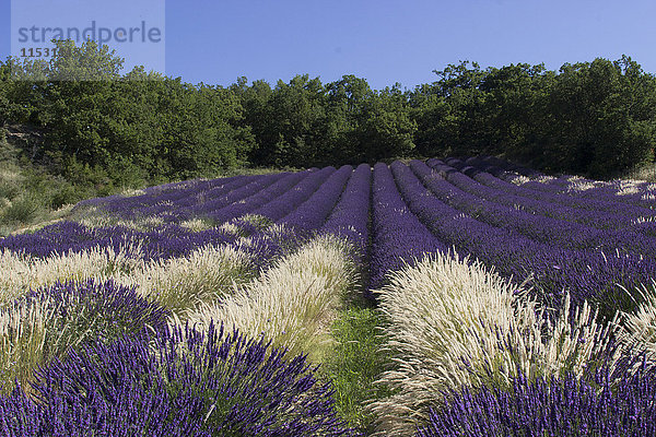 Frankreich,  Drome,  Provence,  ein Lavendelfeld,  das mit weißem Gras funkelt.