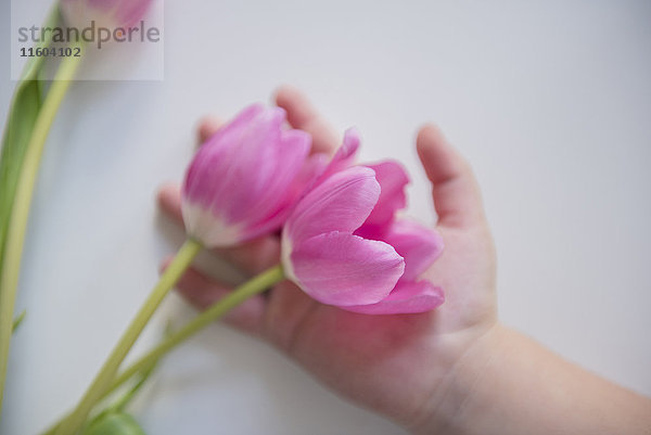 Hand eines kaukasischen Mädchens,  das Tulpen hält