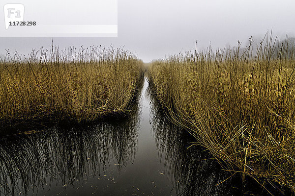 Ruhiges Gras im Wasser,  Avnoe,  Dänemark