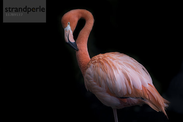 Rosa Flamingo vor schwarzem Hintergrund