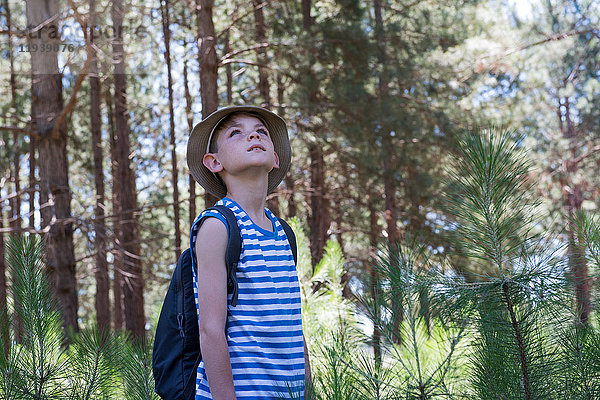 Junge wandert im Wald,  schaut in Ehrfurcht auf.