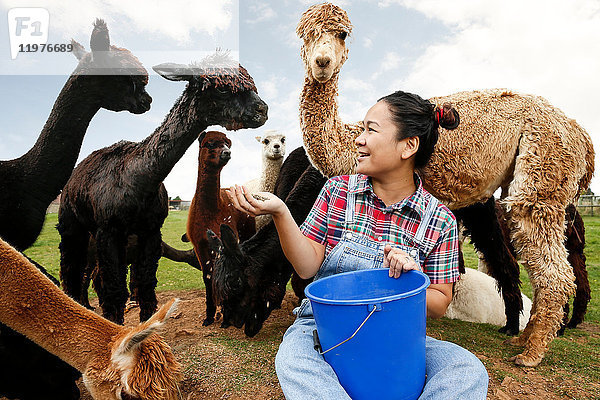 Frau füttert Alpakas auf dem Bauernhof