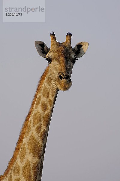 Afrika,  Südliches Afrika,  Namibia,  Provinz im Norden: Omusati,  Nationalpark: Etosha,  Giraffe (Giraffa Camelopardalis)
