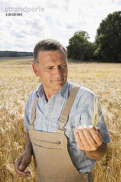 Reifer Mann mit Weizenähren im Stehen auf dem Bauernhof