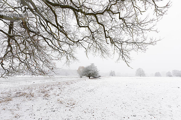Schneebedeckter alter Eichenbaum,  Hessen,  Deutschland