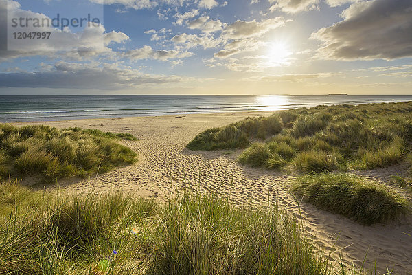 Grasbewachsene Sanddünen am Strand mit Sonnenschein über der Nordsee bei Sonnenaufgang,  Bamburgh in Northumberland,  England,  Vereinigtes Königreich