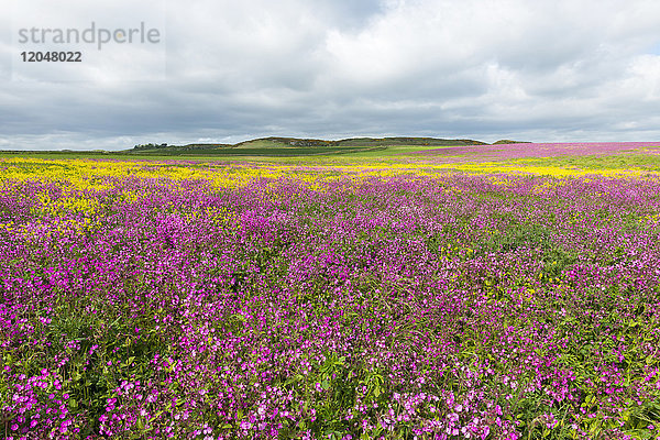 Landschaftliches Feld mit blühenden rosa Blumen und Raps an einem bewölkten Tag in Bamburgh in Northumberland,  England,  Vereinigtes Königreich
