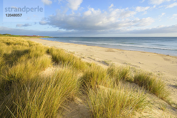 Sanddünen mit Dünengras am Strand von Bamburgh an der Nordsee in Northumberland,  England,  Vereinigtes Königreich
