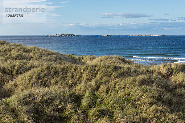 Grasbewachsene Sanddünen entlang der Küste bei Seahouses,  Inner Farne Island und Leuchtturm an der Nordsee in Northumberland,  England