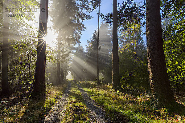 Waldweg mit Morgennebel und Sonnenstrahlen im Odenwald in Hessen,  Deutschland