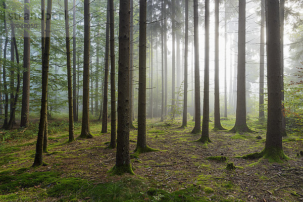Die Sonne scheint durch den morgendlichen Dunst in einem Nadelwald im hessischen Odenwald,  Deutschland