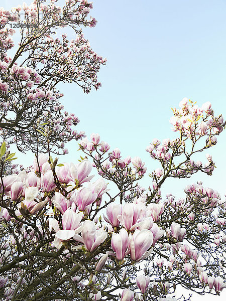 Magnolienblüten,  Nordrhein-Westfalen,  Deutschland
