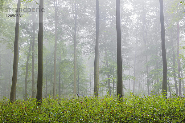 Buchenwald mit Unterholz an einem nebligen Morgen im Naturpark im Spessart in Bayern,  Deutschland