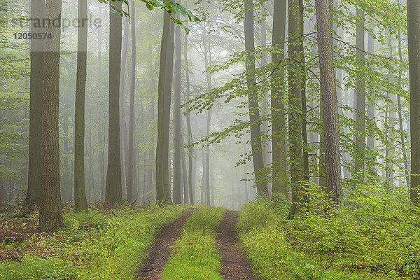 Weg durch einen nebligen Buchenwald im Naturpark Spessart in Bayern,  Deutschland
