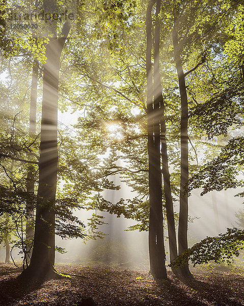 Wald am Morgen mit Sonnenstrahlen durch den Dunst im Odenwald in Hessen,  Deutschland