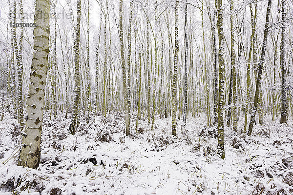 Birkenwald im Winter,  Hessen,  Deutschland