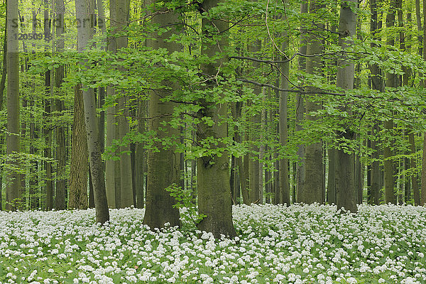 Bärlauch (Allium ursinum) in einem Buchenwald (Fagus sylvatica) im Frühjahr im Nationalpark Hainich in Thüringen,  Deutschland