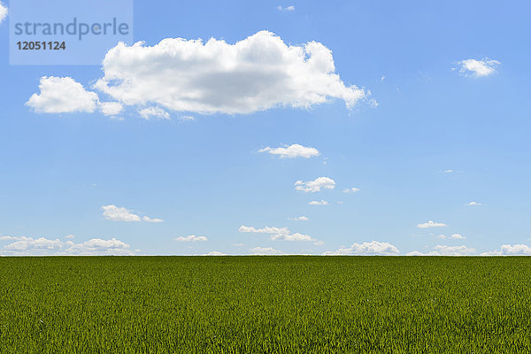 Getreidefeld mit Himmel und Wolken im Frühling,  Baden-Württemberg,  Deutschland