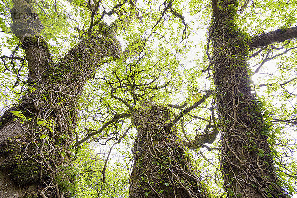 Efeuranken um alte knorrige Baumstämme im Frühling auf der Isle of Skye in Schottland,  Vereinigtes Königreich