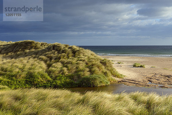 Wind bläst das Dünengras mit einem kleinen Fluss am Strand von Bamburgh,  Nordsee in Northumberland,  England,  Vereinigtes Königreich