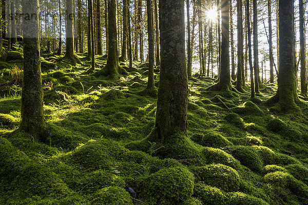 Moosbewachsener Boden und Baumstämme in einem Nadelwald,  durch den die Sonne scheint,  am Loch Awe in Argyll und Bute in Schottland