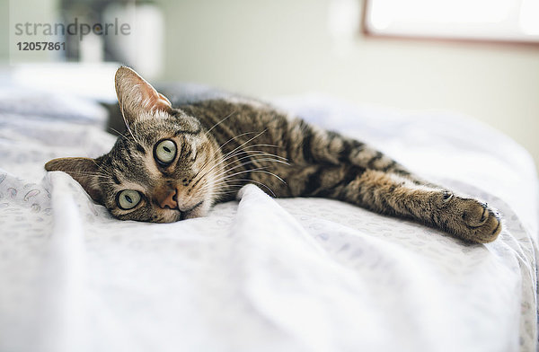 Tabby Katze entspannt auf dem Bett