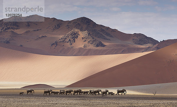Elefantenherde beim Durchqueren der Wüste