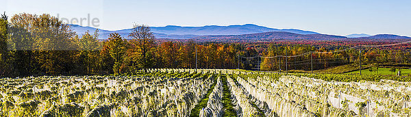 Weinberg mit Reihen von Frontenac Gris- und Frontenac Noir-Trauben,  die in ein Schutztuch gehüllt wachsen; Shefford,  Quebec,  Kanada