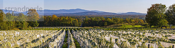 Weinberg mit Reihen von Frontenac Gris- und Frontenac Noir-Trauben,  die bei Sonnenuntergang in ein Schutztuch gehüllt sind; Shefford,  Quebec,  Kanada