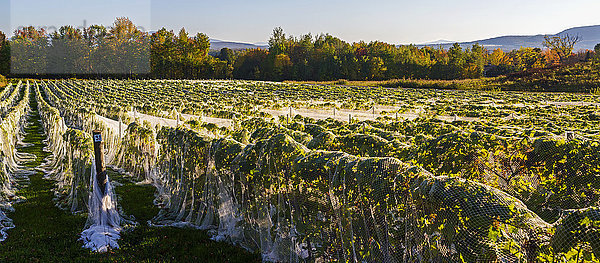 Weinberg mit Reihen von Frontenac Gris- und Frontenac Noir-Trauben,  die bei Sonnenuntergang in ein Schutztuch gehüllt sind; Shefford,  Quebec,  Kanada
