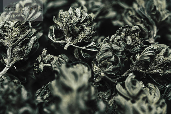 Nahaufnahme von getrockneten Marihuana-Blättern