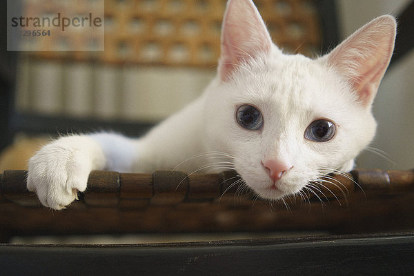 Nahaufnahme der weißen Katze auf dem Stuhl zu Hause