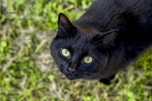 Porträt einer schwarzen Katze auf einer Wiese