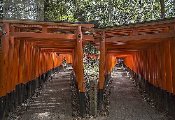 Japan,  Kyoto-Stadt,  Fushimi-Inari Taisha-Schrein,  Toriies