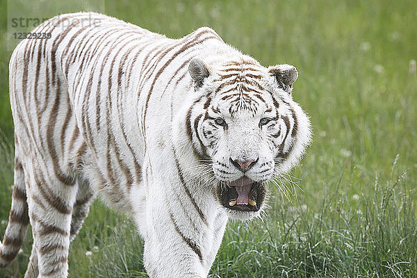 Nahaufnahme eines weißen Tigers.