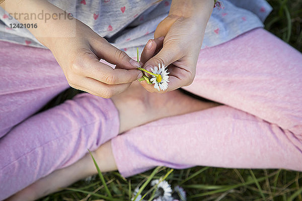 Hands of l ittle girl sitting on a meadow holding daisy,  close-up