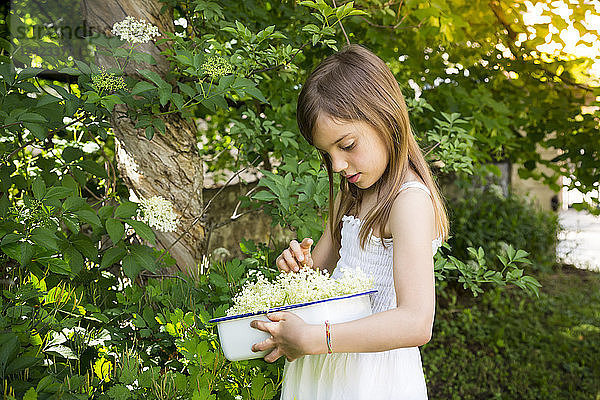 Little girl picking elderflowers