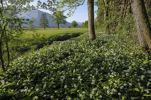 Germany,  Bavaria,  Upper Bavaria,  Chiemgau,  near Grassau,  Kendlmuehlfilzen,  hill moor,  nature reserve,  renaturated area,  flowering ramson