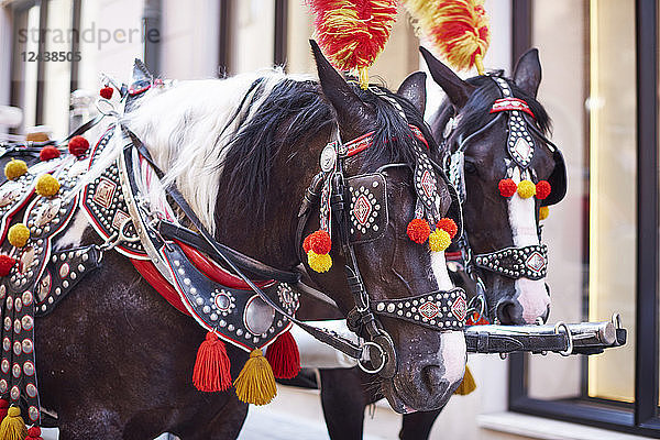 Poland,  Krakow,  two festive decorated horses