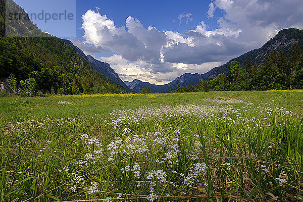Germany,  Bavaria,  Upper Bavaria,  Reit im Winkl,  Lake Weitsee near Ruhpolding,  moor,  moor grass