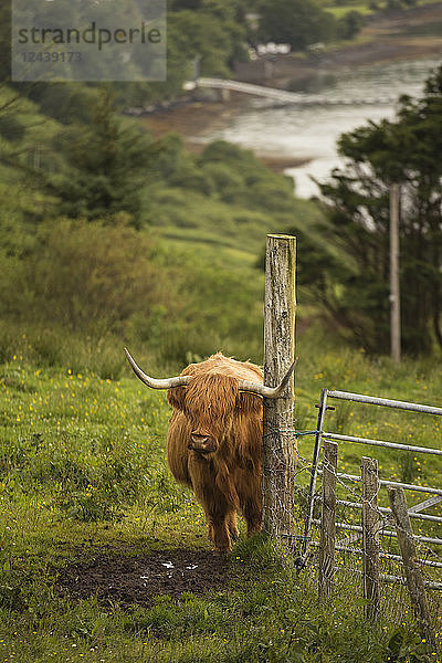 UK,  Scotland,  Isle of Skye,  longhorn cattle on pasture