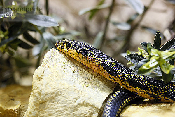Reptil. Schlange. Nahaufnahme einer Hufeisennatter (Hemorrhois hippocrepis).