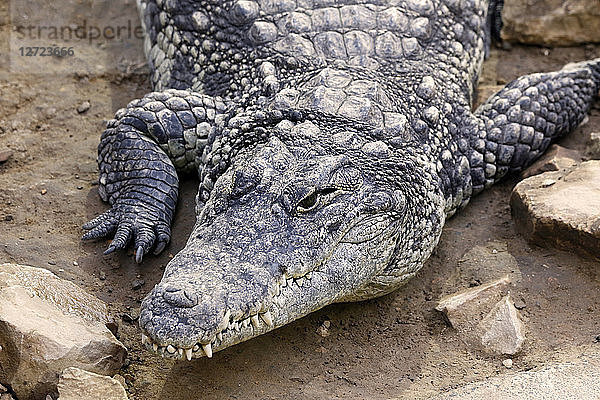 Reptil. Nahaufnahme eines Nilkrokodils (Crocodylus niloticus corviei).
