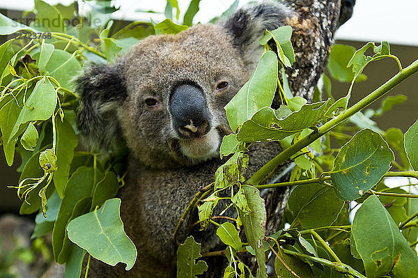 Ozeanien,  Australien,  Sydney Koala