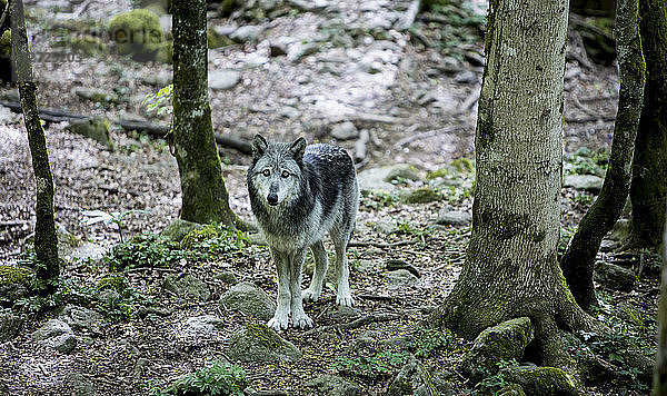 Wölfe Kanada Wolfsheim in Gefangenschaft,  Naturschutzgebiet Orlu,  Ariege,  Midi Pyrenees,  Frankreich